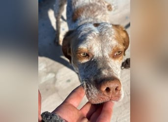 TINETTA eine zarte Hündin