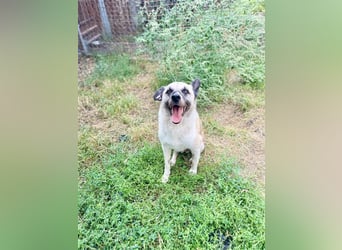 RICHIE,  SOS, liebenswerter zurückhaltender Rüde braucht Hilfe