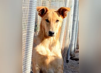 KOBI-liebenswerter Schatz möchte ein Zuhause finden