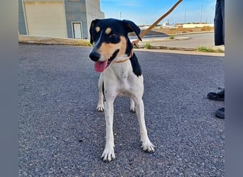 DOROTHY das feine Mädchen