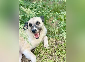 RICHIE,  SOS, liebenswerter zurückhaltender Rüde braucht Hilfe