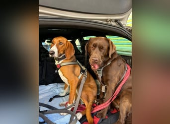 VIKTOR - verliert sein zuahuse!