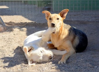 KOBI-liebenswerter Schatz möchte ein Zuhause finden