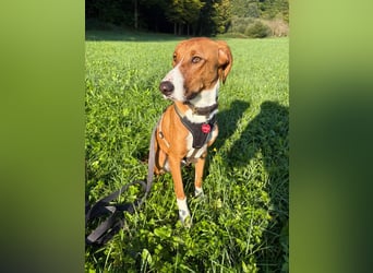 VIKTOR - verliert sein zuahuse!