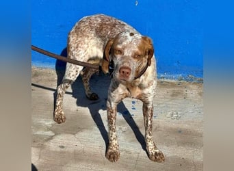 TINETTA eine zarte Hündin