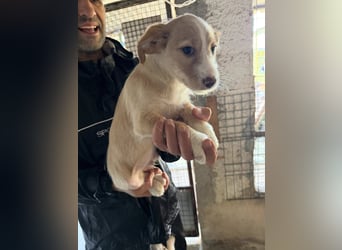 BUZZ wünscht sich ein Traumkörbchen