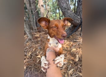 TOFFEE sucht seine Herzensmenschen