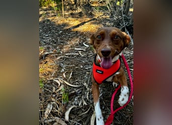 TOFFEE sucht seine Herzensmenschen