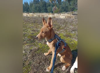 LUKA sucht sein Traumkörbchen