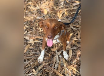 TOFFEE sucht seine Herzensmenschen