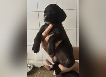 Welpenmädel ALCA sucht ihr Traumkörbchen