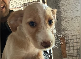 BUZZ wünscht sich ein Traumkörbchen