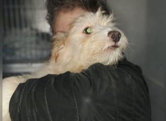 KALLE sucht sein Traumkörbchen