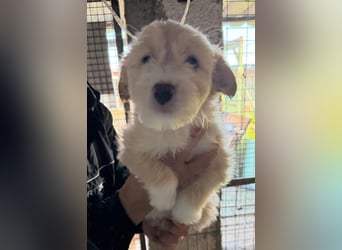 KALLE sucht sein Traumkörbchen