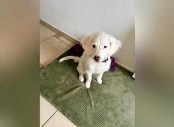 CURLY sucht ihr Traumkörbchen