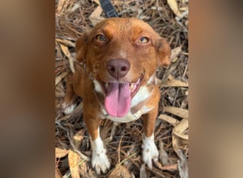 TOFFEE sucht seine Herzensmenschen