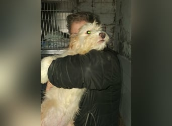 KALLE sucht sein Traumkörbchen