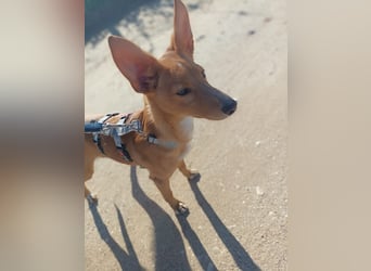 LUKA sucht sein Traumkörbchen