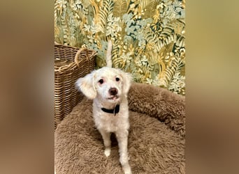 CURLY sucht ihr Traumkörbchen