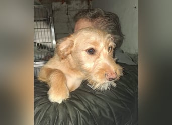 PENNY sucht ein liebevolles Daheim