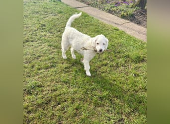 CURLY sucht ihr Traumkörbchen