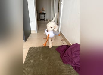 CURLY sucht ihr Traumkörbchen