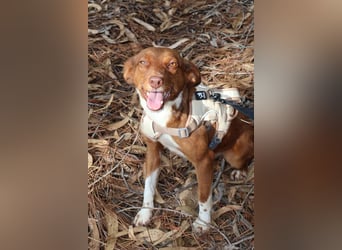 TOFFEE sucht seine Herzensmenschen