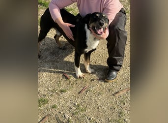 CLYDE – großer Babyblick sucht aktive Familie