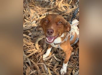 TOFFEE sucht seine Herzensmenschen