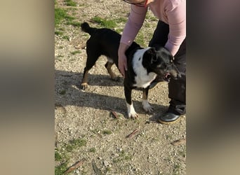 CLYDE – großer Babyblick sucht aktive Familie