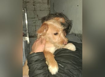 PENNY sucht ein liebevolles Daheim