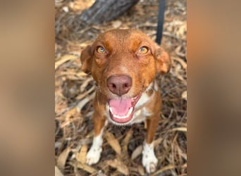 TOFFEE sucht seine Herzensmenschen