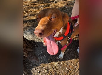 TOFFEE sucht seine Herzensmenschen