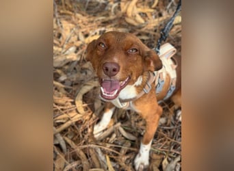 TOFFEE sucht seine Herzensmenschen