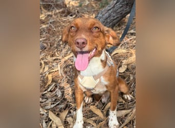 TOFFEE sucht seine Herzensmenschen