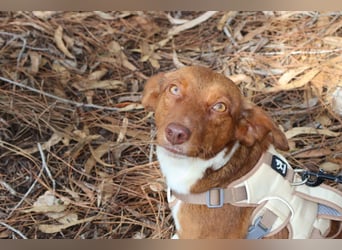 TOFFEE sucht seine Herzensmenschen