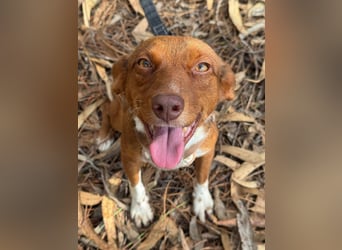 TOFFEE sucht seine Herzensmenschen