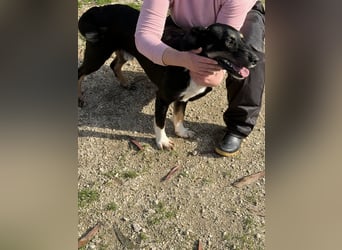 CLYDE – großer Babyblick sucht aktive Familie