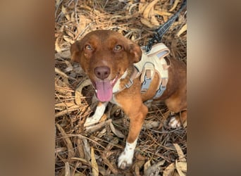 TOFFEE sucht seine Herzensmenschen