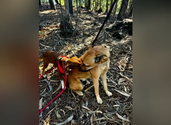 TOFFEE sucht seine Herzensmenschen