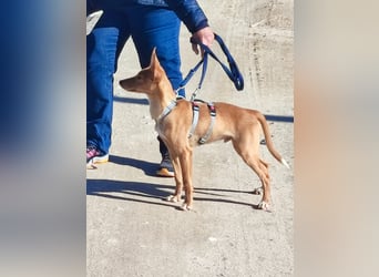 LUKA sucht sein Traumkörbchen