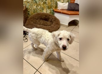 CURLY sucht ihr Traumkörbchen