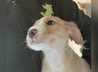 BUZZ wünscht sich ein Traumkörbchen