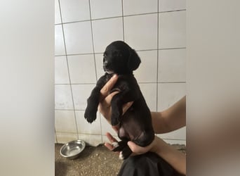 Welpenmädel ALCA sucht ihr Traumkörbchen