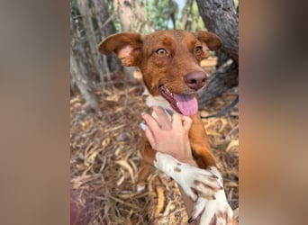 TOFFEE sucht seine Herzensmenschen