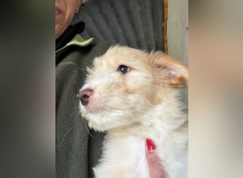 KALLE sucht sein Traumkörbchen