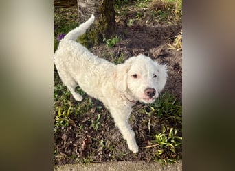 CURLY sucht ihr Traumkörbchen