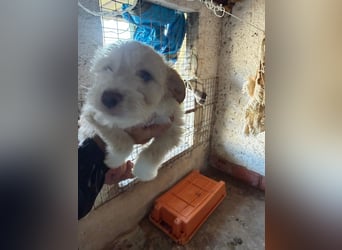 KALLE sucht sein Traumkörbchen