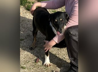 CLYDE – großer Babyblick sucht aktive Familie