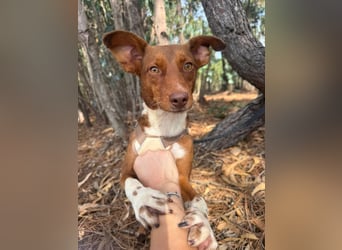 TOFFEE sucht seine Herzensmenschen